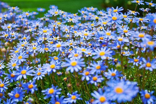 A beautiful bouquet of various flowers arranged elegantly.
