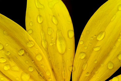 Customer placing an online flower order