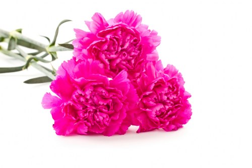 Sustainable packaging for flower deliveries