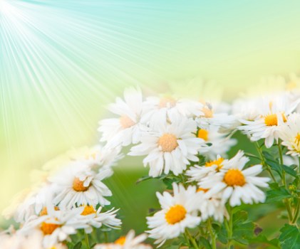 Exotic flower arrangement showcasing unique blooms