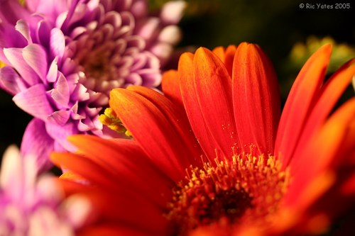 Local florists preparing flower arrangements