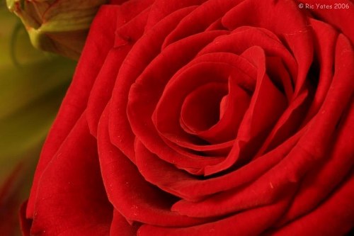 Stratford upon Avon florist delivering fresh flowers