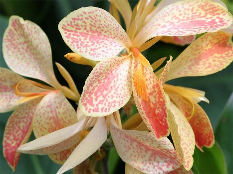 Assorted blooms available for flower delivery in Woolwich